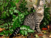 Picture of non pedigree cat amongst greenery