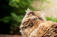 Picture of non pedigree cat, back view