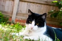 Picture of non pedigree cat in garden