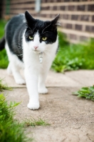 Picture of non pedigree cat in garden