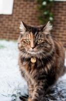 Picture of non pedigree cat in snowy garden