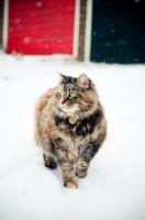 Picture of non pedigree cat in snow