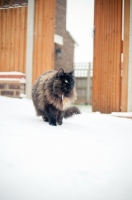 Picture of non pedigree cat in snow