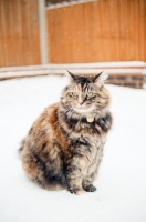 Picture of non pedigree cat in winter