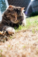 Picture of non pedigree cat lying on grass