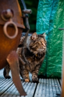 Picture of non pedigree cat on terrace