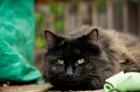 Picture of non pedigree cat outside