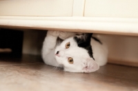 Picture of non pedigree cat under cupboard