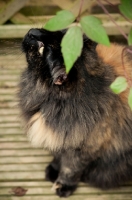 Picture of non pedigree cat under leaves