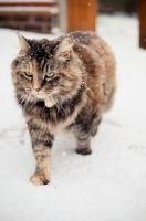 Picture of non pedigree cat walking in snow