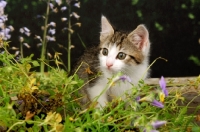 Picture of non pedigree kitten near greenery