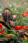 Picture of non pedigree tabby kitten looking down at poppies