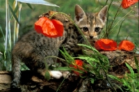 Picture of non pedigree tabby kitten with poppies