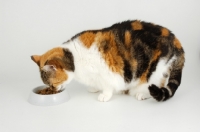 Picture of non pedigree tortie and white cat eating food