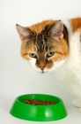 Picture of non pedigree tortie and white cat with green bowl, portrait