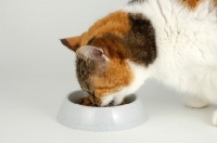 Picture of non pedigree tortie and white cat eating food, close up