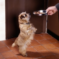 Picture of norfolk terrier wondering what's for dinner