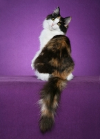 Picture of Norwegian Forest Cat back view