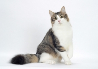 Picture of Norwegian Forest cat, Brown Mackerel Tabby & White colour