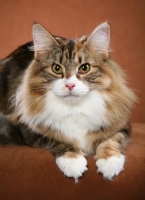 Picture of Norwegian Forest Cat looking into camera