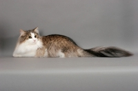 Picture of Norwegian Forest cat lying down on grey background, brown mackerel tabby & white