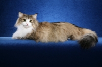 Picture of Norwegian Forest Cat lying on blue background