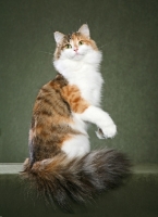 Picture of Norwegian Forest Cat on hind legs