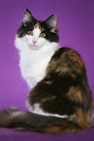 Picture of Norwegian Forest Cat on purple background, back view