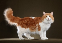 Picture of Norwegian Forest Cat, side view