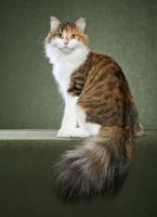 Picture of Norwegian Forest Cat sitting on sage background