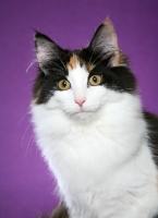 Picture of Norwegian Forest Cat, staring