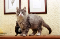 Picture of Norwegian Forest kitten at home