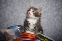 Picture of norwegian forest kitten sitting on a pile of colored ribbons