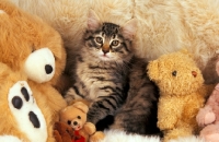 Picture of norwegian forest kitten with cuddly toys