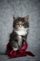 Picture of norwegian forest kitten wrapped in a red ribbon