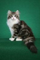 Picture of Norwegian Forest kitten 