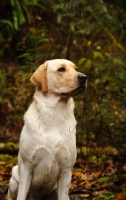 Picture of obedient cream Labrador Retriever