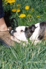 Picture of Olde English Bulldogge, chewing shoe