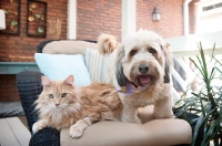 Picture of orange tabby cat and wheaten terrier mix sitting on couch together