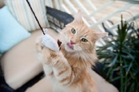 Picture of orange tabby playing with toy