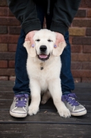 Picture of Owner playing with Golden retriever puppy.