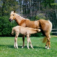 Picture of palomino mare with her chestnut foal suckling