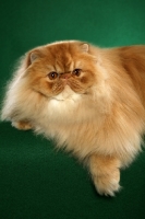 Picture of Persian cat on green background