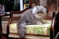 Picture of persian on chair