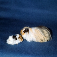 Picture of peruvian guinea pig