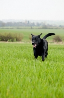 Picture of Pet Labrador running in a field with smile on his face