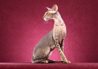 Picture of Peterbald cat sitting against pink background