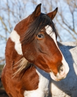 Picture of Pintabian horse