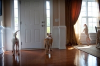 Picture of Pit Bull terriers at home