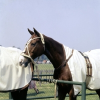 Picture of polo pony, rugged, at smiths lawn